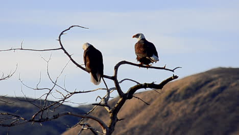 Ein-Paar-Weißkopfseeadler-Sitzt-Hoch-In-Einem-Baum-Mit-Blick-Auf-Die-Wildnis-Von-Kodiak-Island-Alaska