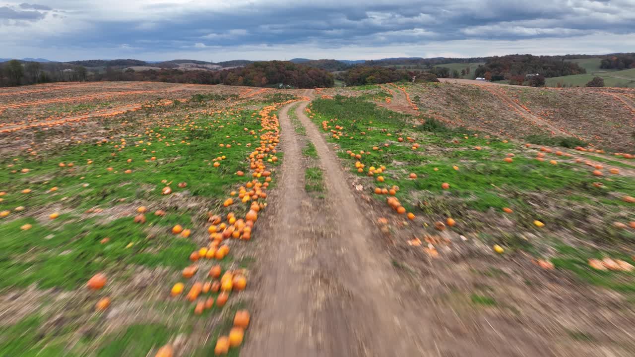 Droneoptagelse af en græskarmark.