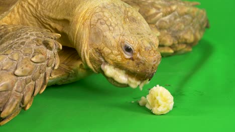 close-up of a sulcata african spurred tortoise with messy banana on its face on green chroma key screen