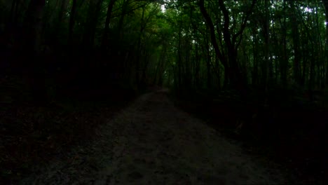 dark forest path filmed in 4k quality, groot valkenisse, zeeland, netherlands