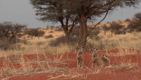 Un-Paisaje-De-Kalahari-Con-Una-Familia-De-Suricatas-De-Pie-Junto-A-Su-Guarida