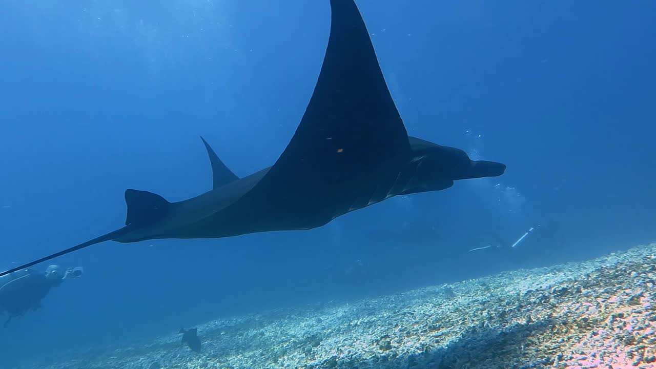 Huge black Manta Ray swimming along the ocean floor with scuba divers