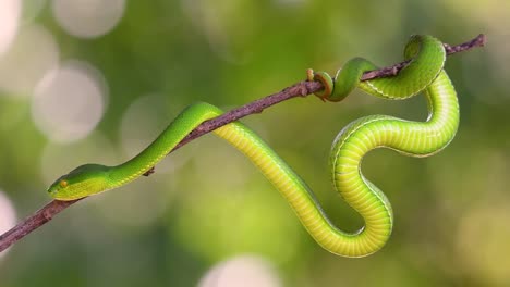 The-White-lipped-Pit-Viper-is-a-venomous-pit-viper-endemic-to-Southeast-Asia-and-is-often-found-during-the-night-waiting-on-a-branch-or-limb-of-a-tree-near-a-body-of-water-with-plenty-of-food-items