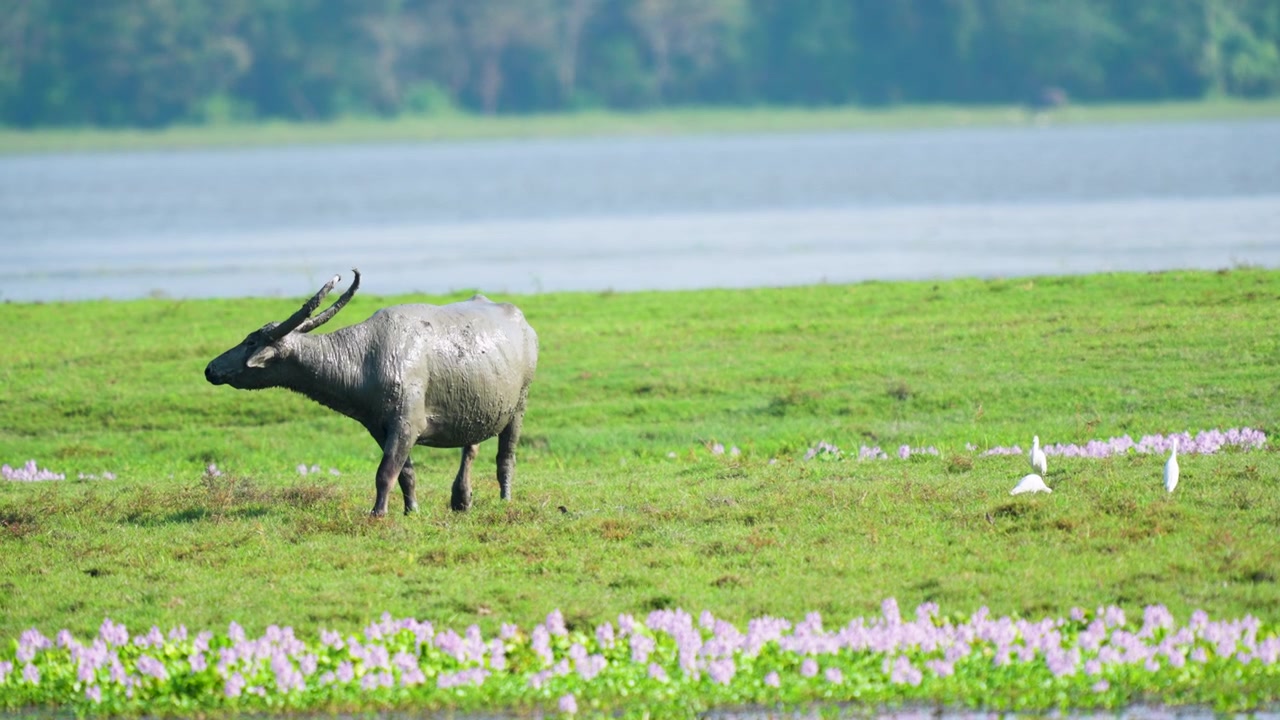 Un majestueux buffle d'eau sauvage se tient dans un marais verdoyant et luxuriant en Inde, entouré d'aigrettes blanches et de fleurs violettes près d'un lac. Scène de faune cinématographique pour documentaires animaliers.