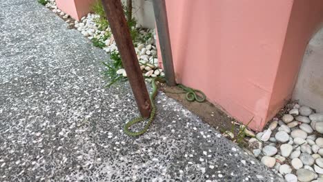 a snake moves across a gravel path by a wall.