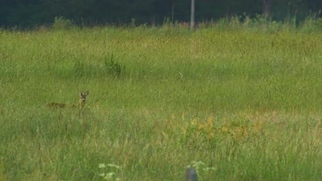 Wild-female-European-roe-deer-in-long-green-grass-meadow-in-sunny-summer-evening,-medium-shot-from-a-distance