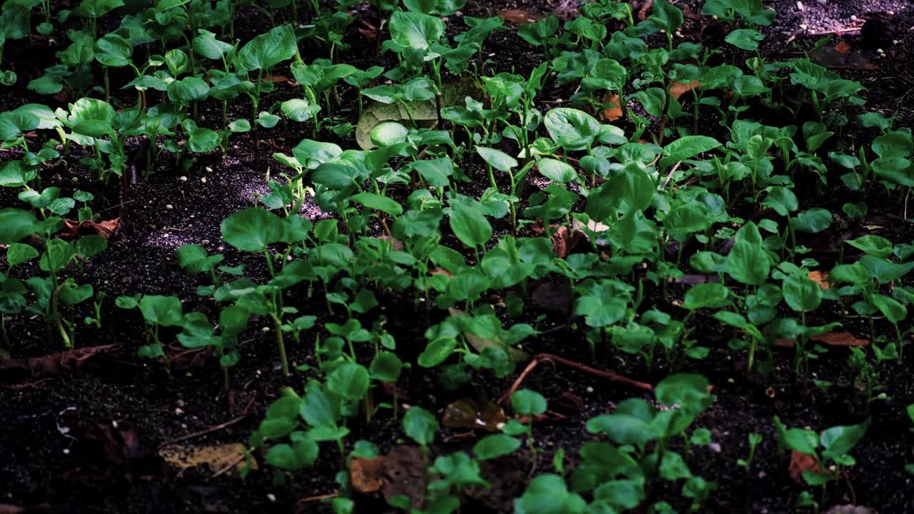 Giovani piante di kava yaqona che crescono sul suolo della foresta nelle Figi, Pacifico meridionale.