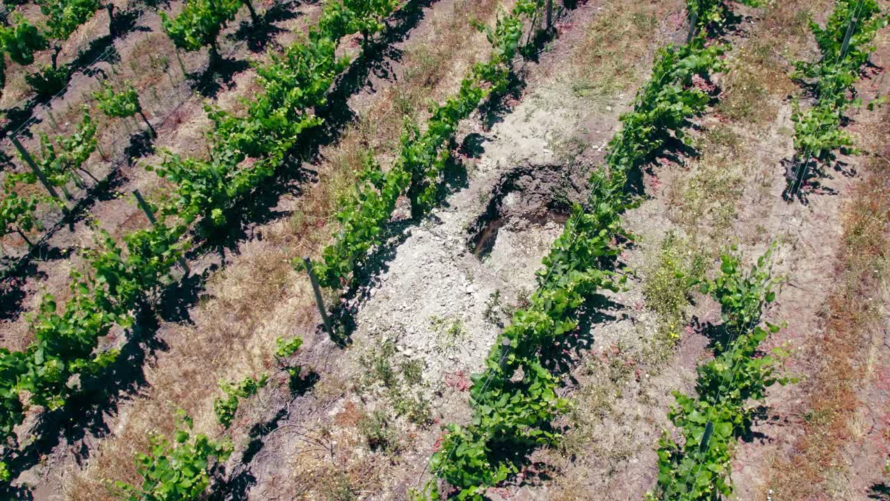 칠레 포도원 calicata leyda 위의 공중 드론, 샤르도네, 피노 누아 및 수비뇽 블랑 와인의 토양을 재배하는 와인 생산 계곡