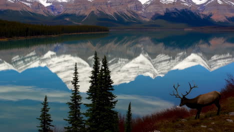 majestic mountain lake reflection with elk and forest