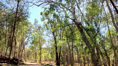 a serene walk through a forest trail