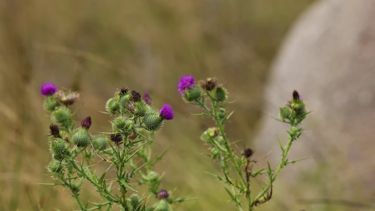 flores púrpuras balanceándose suavemente en el viento