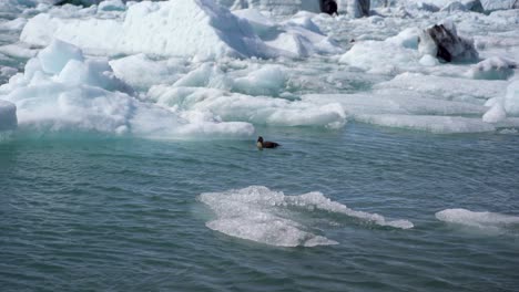 Duck-swimming-among-icebergs-in-Jokulsarlon-Glacier-Lagoon,-Iceland,-wildlife-in-Arctic-nature