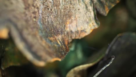 narrow focus on the edges of colorful potpourri pieces moving out of vase