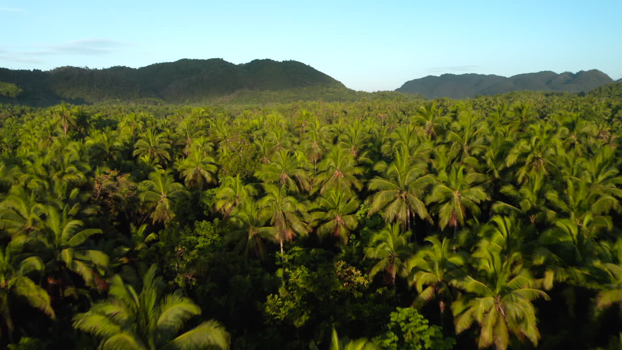 deriva aérea sobre palmeras con amanecer en la isla de siargao, filipinas