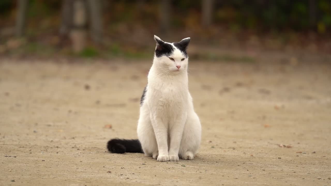 Gatto domestico a pelo corto bianco e nero