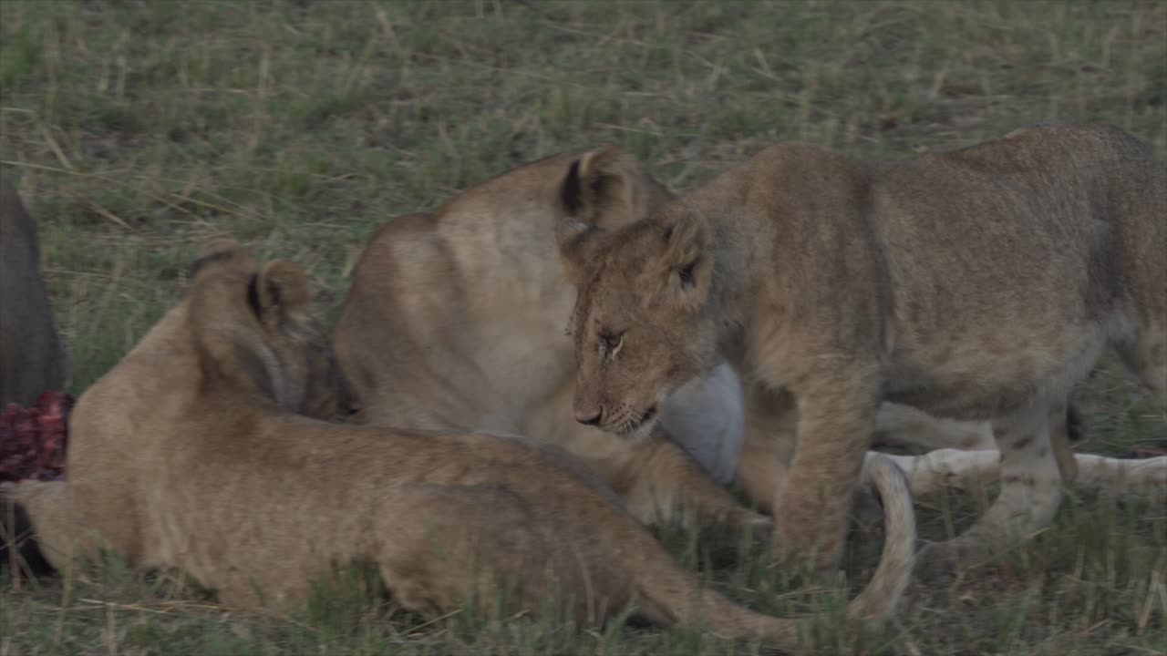 trots van leeuwen en welpen die zich voeden met gnoes in masai mara, kenia, afrika