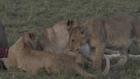 pride of lions and cubs feeding on wildebeest in masai mara, kenya, africa