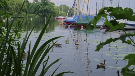 view past green leaves of plants on the bank of geese swimming on the outer alster lake in hamburg germany with moored boats in the background