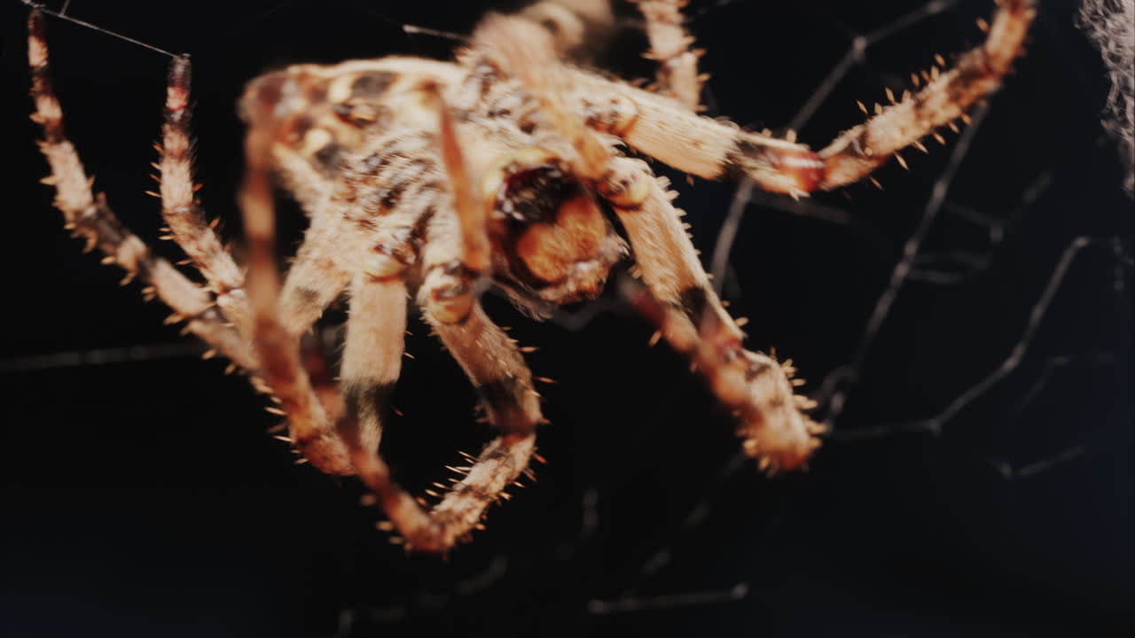 Close up of a spider sitting in its web, showing intricate details of its body and fine silk threads