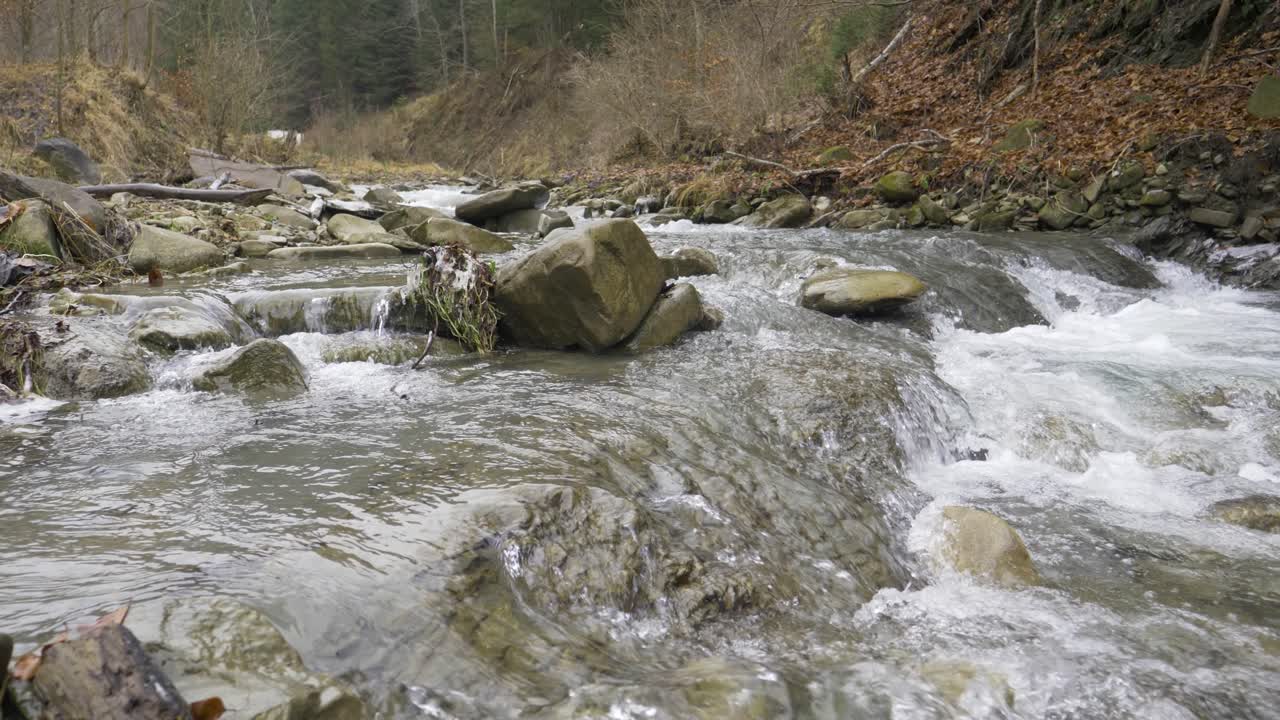 A wonderful agitated river that flows over some rocks in Romania, in a late autumn. The river is surrounded by multicolored fir trees and the sky is gray.