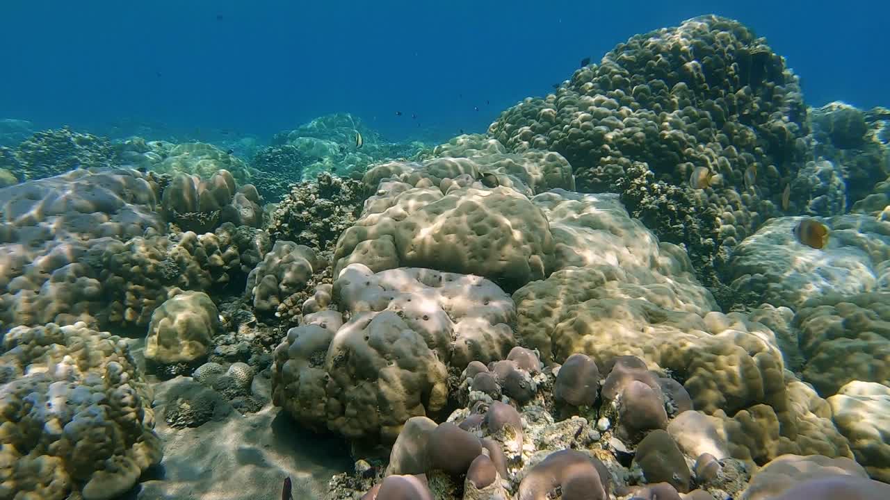 una relajante escena de arrecife de coral con peces de arrecife nadando sobre coral poco profundo, con luces y sombras reflejadas en el coral