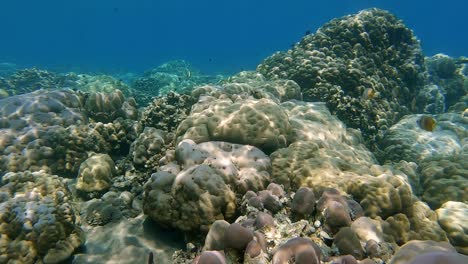 A-relaxing-coral-reef-scene-with-reef-fish-swimming-above-shallow-coral,-with-light-and-shadow-reflecting-on-the-coral