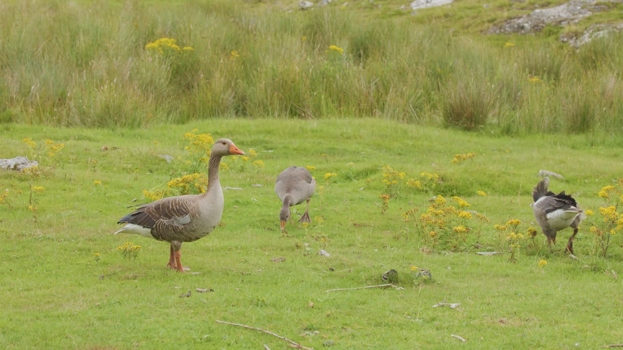 Adult and juvenile greylag geese forage and move through a lush green field with wildflowers under soft natural daylight, captured in a steady wide shot