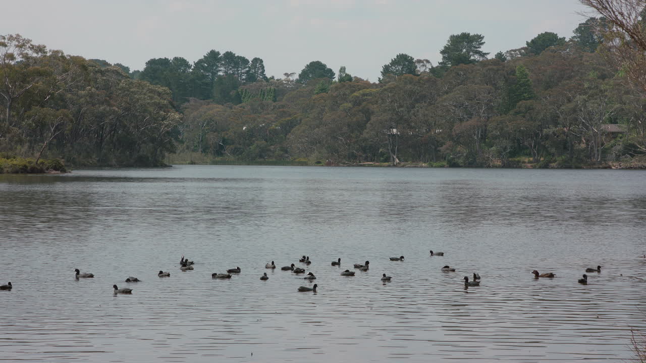 plano general de patos y fochas euroasiáticas flotando en medio de un lago de montaña en una tarde ventosa
