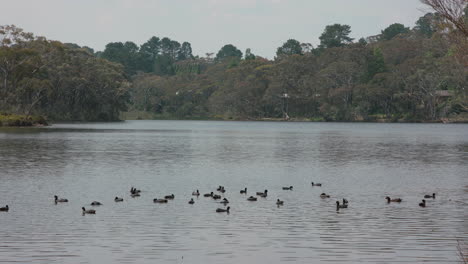 Breite-Aufnahme-Von-Enten-Und-Eurasischen-Blässhühnern,-Die-An-Einem-Windigen-Nachmittag-Inmitten-Eines-Bergsees-Schwimmen