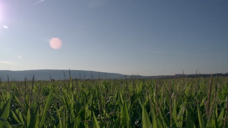 cornfield in franconia with fichtelgebirge in the background - 8