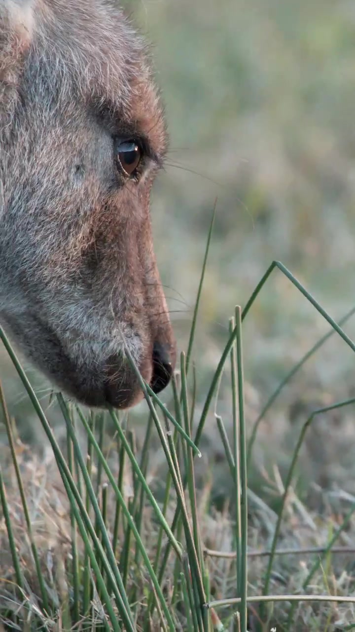Close-up zijaanzicht van een oostelijke grijze kangoeroe die gras eet bij natuurlijk daglicht, met zachte achtergrondonscherpte en stabiele camerakadering.