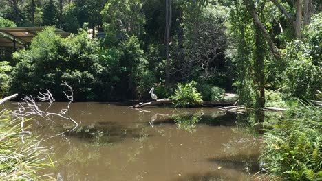 serene river landscape with vibrant green foliage