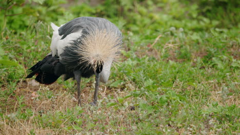 grey crowned crane in a grassy field