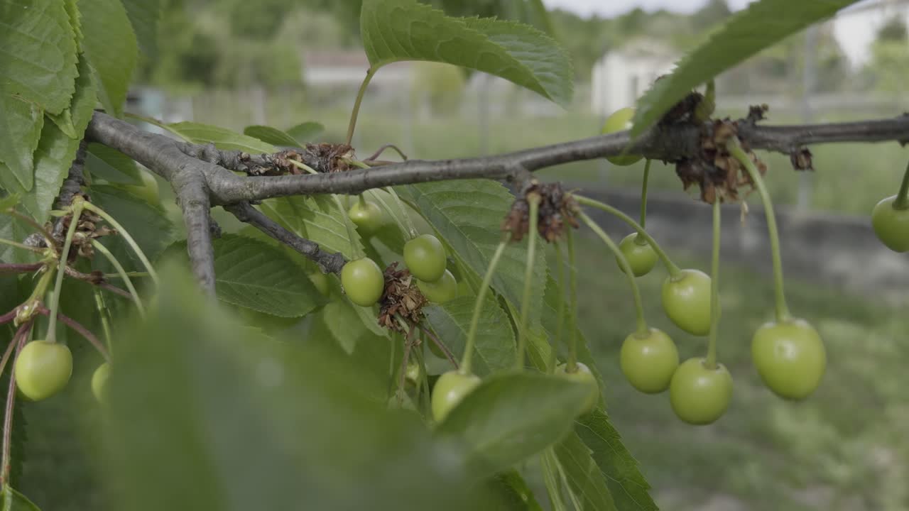Primo piano di piccole ciliegie verdi e foglie su un ciliegio mosse dalla brezza