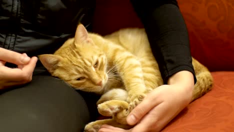 woman stroking a red cat lying on the couch