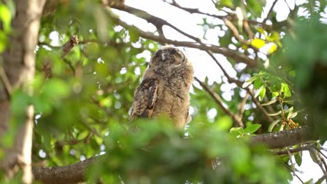 a long-eared owl owlet is standing on a branch and looking around