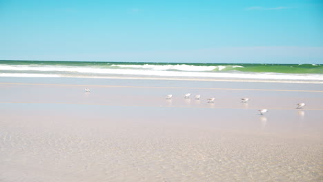 small birds run across beach sand in slow motion