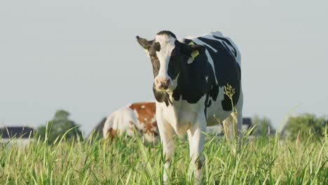 Holländischer-Bulle-Starrt-In-Die-Kamera,-Während-Er-Gras-Auf-Einer-üppigen-Wiese-Kaut-–-Parallaxe