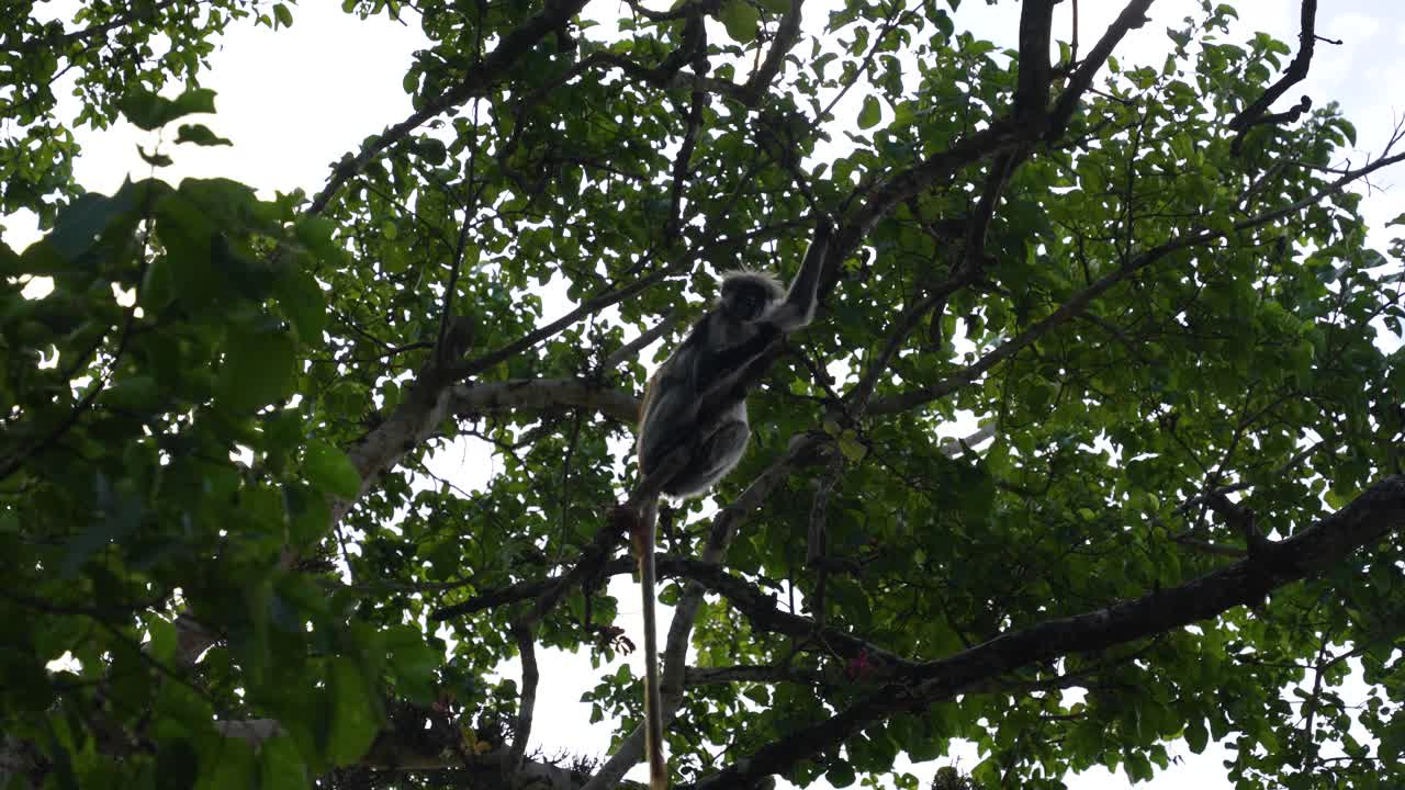 mono colobo rojo en las copas de los árboles del bosque jozani isla de zanzíbar tanzania, mirando hacia arriba tiro de mano