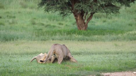 stunning slow motion of two black-maned lion brothers romping and playing in the green kgalagadi transfrontier park