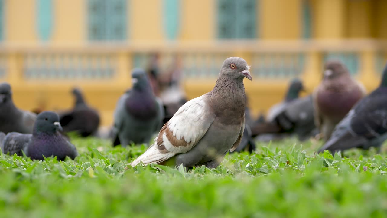Pombo marrom e branco parado em um gramado verde exuberante. Bando de pombos cinzentos borrados ao fundo. Close-up, foco seletivo.