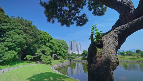 Beautiful-Japanese-traditional-garden-and-pond-with-skyscrapers-Tokyo