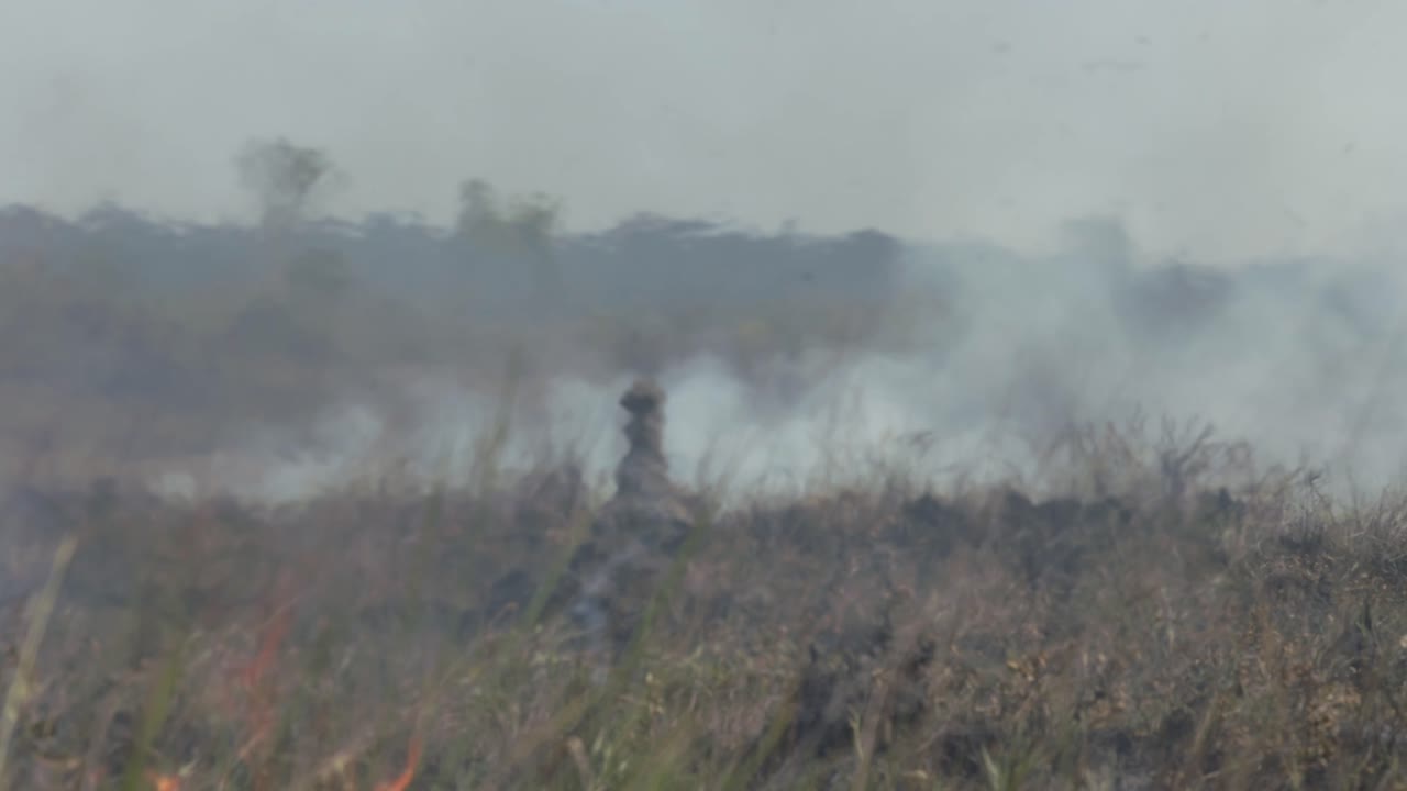 calor y humo de incendios forestales en la selva amazónica: calentamiento global, deforestación, medio ambiente, cambio climático, sequía