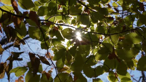 Birch-tree-with-colorful-leaves-on-the-wind,-abstract-backdrop-with-sun-flares