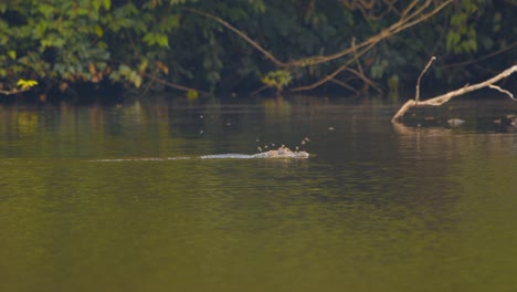 silently swimming caiman accompanied by a swarm of bees who fly as the cayman dips its head in water