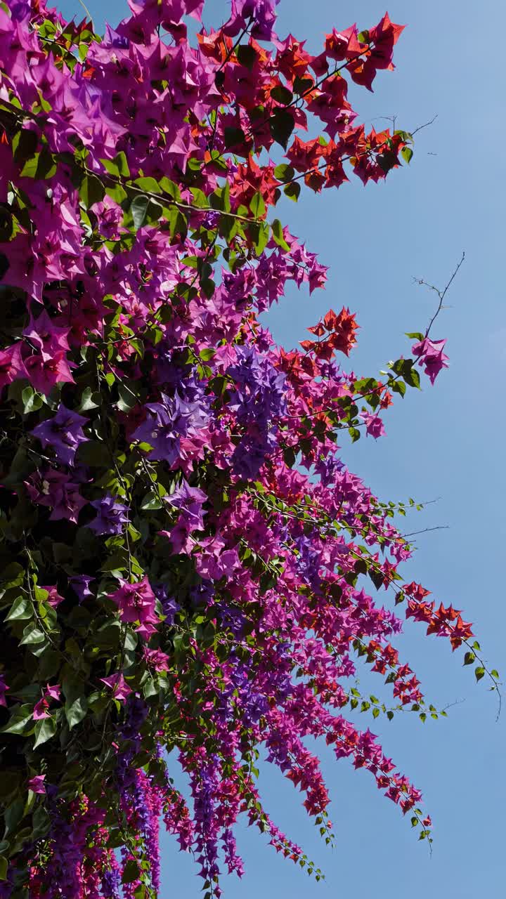 Fiori vivaci che cadono a cascata dall'alto in una ripresa dal basso, catturando una scena vivace e colorata, perfetta