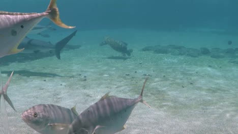 Fischschwarm-Schwimmt-über-Den-Bildschirm