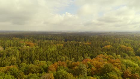 bird is flying through the camera while the drone is looking up with the view over a beauty autumn colored forest at a cloudy, but sunny day