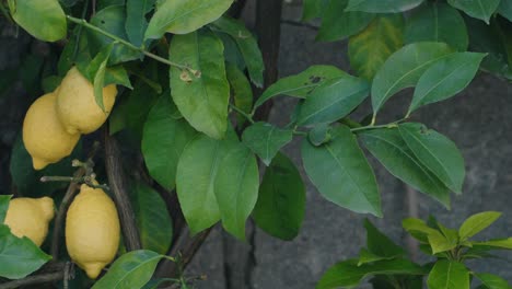 ripe yellow lemons hang on leafy tree branches in natural outdoor setting