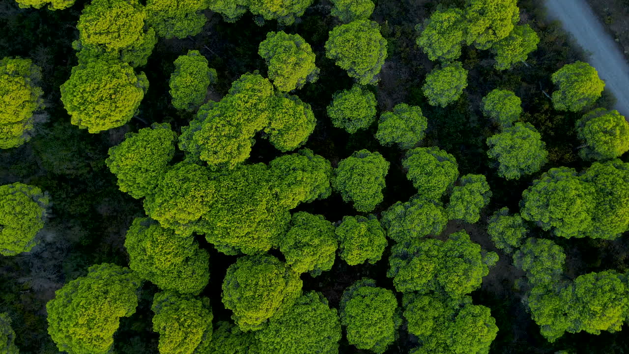 Orbitando sobre las copas de los pinos piñoneros en el bosque cerca de El Rompido en España
